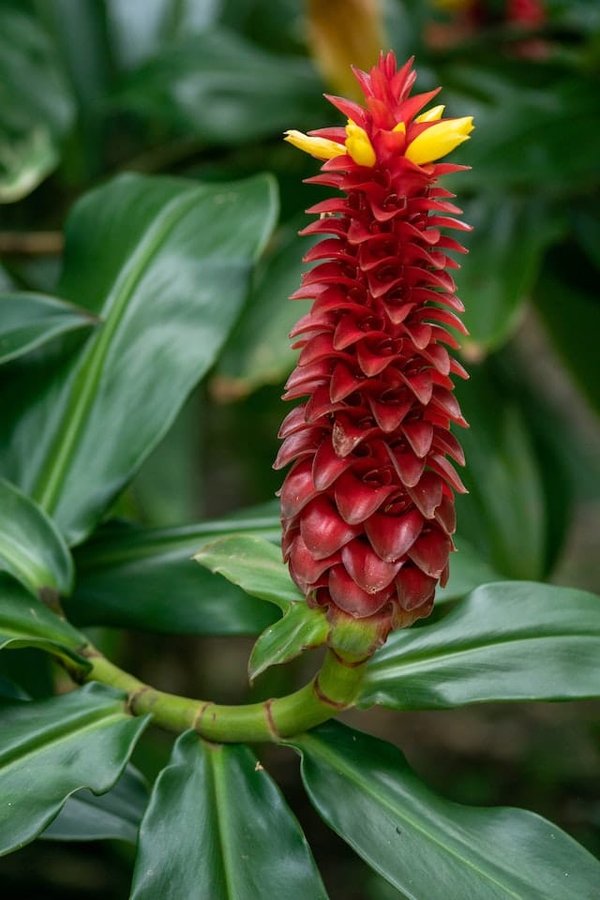Pourquoi devrait-on utiliser le costus indien ?