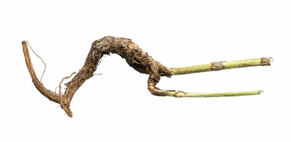 Racines du khamaré : que faut-il savoir à propos ?